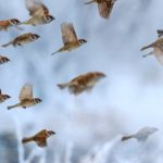 Flock of sparrows flying in winter
